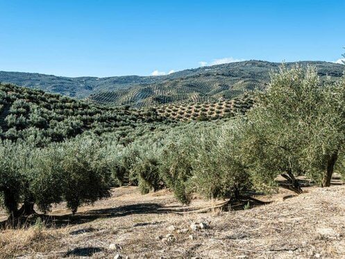 Praktikum Griechenland Olivenbäume
