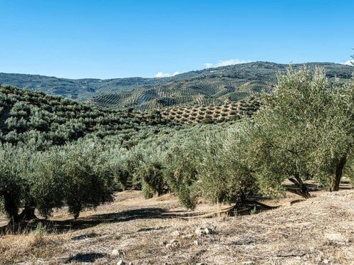 Stage di Grecia Alberi di ulivo