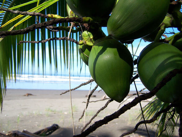 Spiaggia con albero di cocco