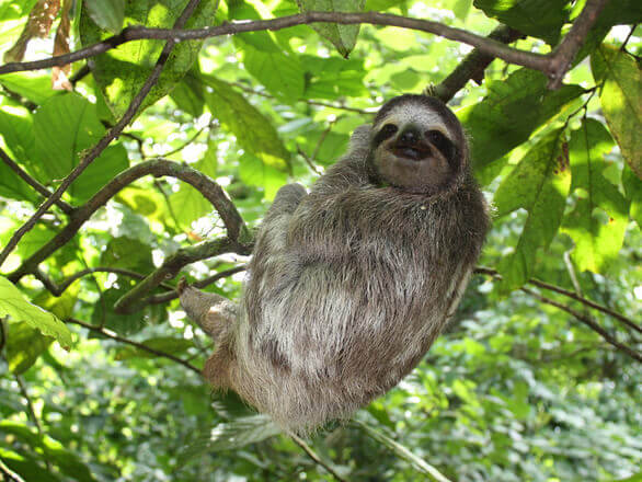 Vita selvatica in Costa Rica - Bradipo che si rilassa sull'albero