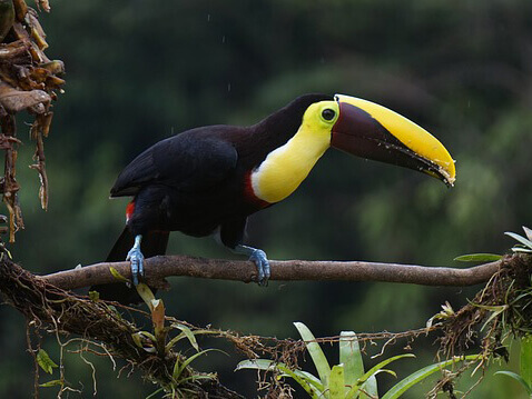 Vita selvatica in Costa Rica - Uccelli