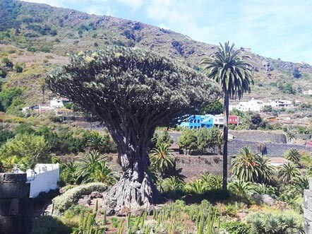 Albero del Drago del Millennio a Icod de Los Vinos