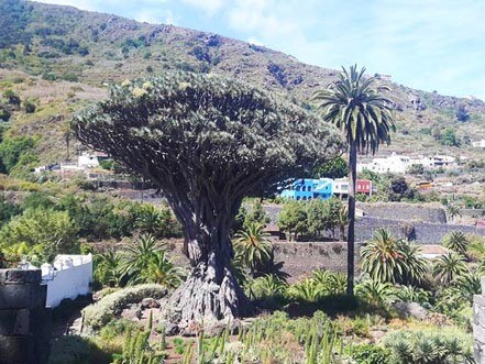 Millennium Drachen Baum in Icod de Los Vinos