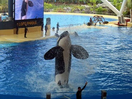 Orka Show im Loro Park