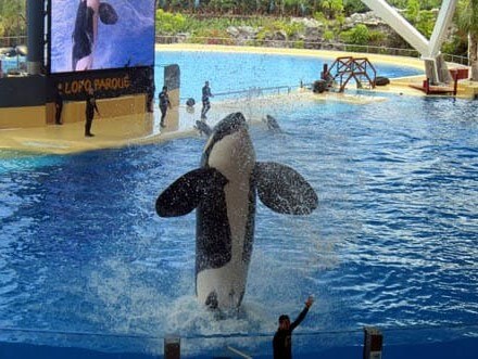 Spectacle d'Orka au parc Loro