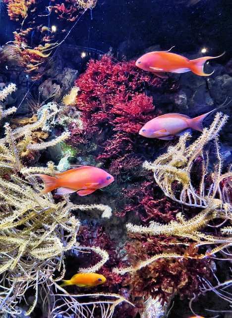 Acuario Acuario