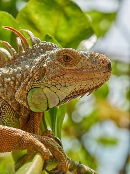 Iguana verde Iguana verde