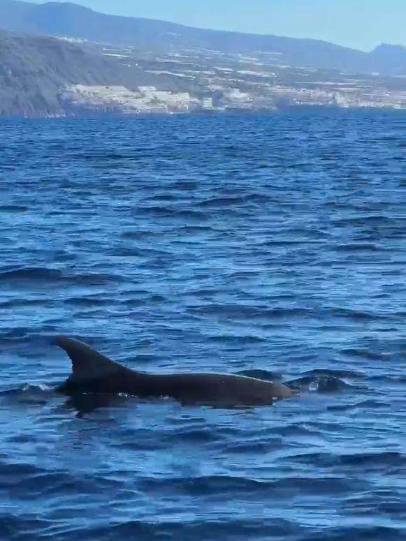 Tour des dauphins à Tenerife Tour des dauphins à Tenerife