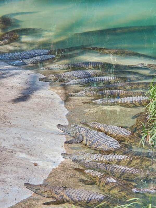 Crocodile park visit Internship Marbella