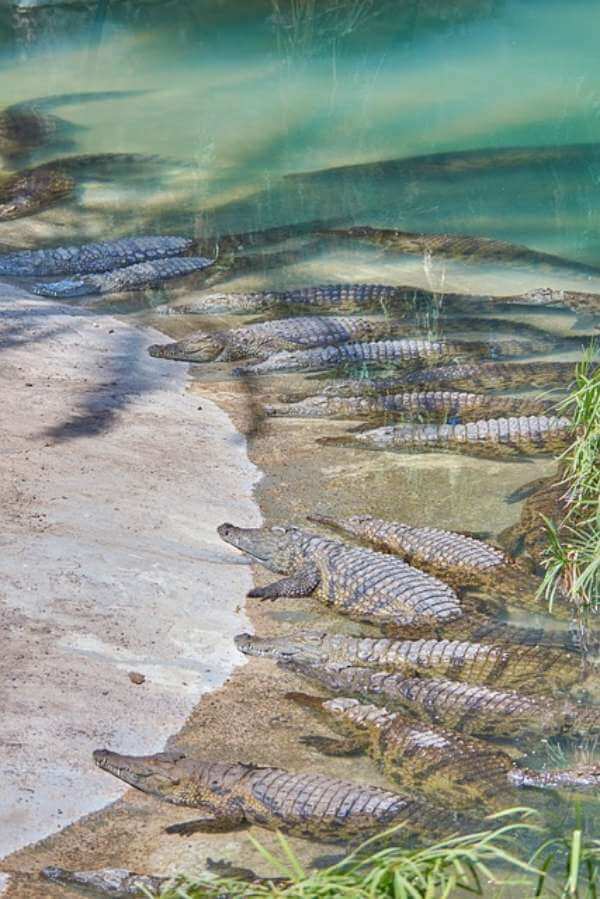 Crocodile park visit Internship Marbella