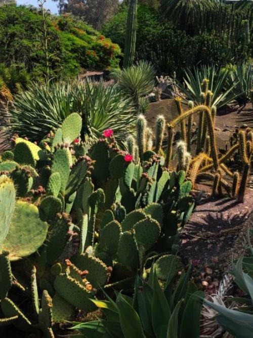 Jardín Canario auf Gran Ganaria Der Jardín Canario Botanische Garten auf Gran Canaria. Ein beliebter Ort für Praktikanten während ihres Praktikums auf Gran Canaria.