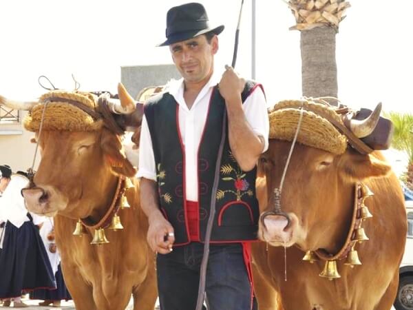 Mit S-W-E-P die Volksfeste auf den Kanarischen Inseln besuchen. Bauer in traditioneller Tracht mit zwei Ochsen. Ein Bauer in traditioneller kanarischer Tracht führt zwei Ochsen bei einem Volksfest auf den Kanarischen Inseln.