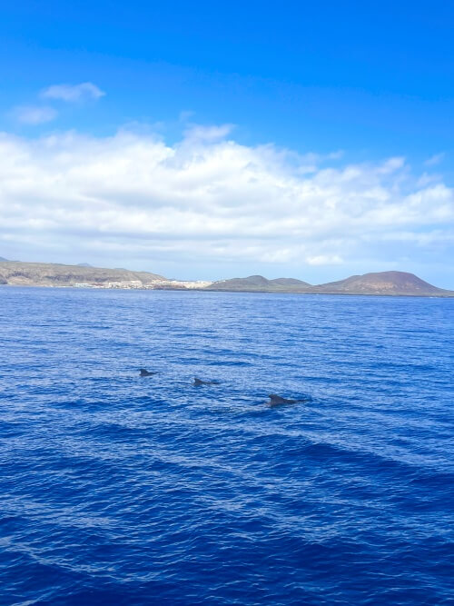 Interns observing whales from a boat during their practical training in Tenerife.